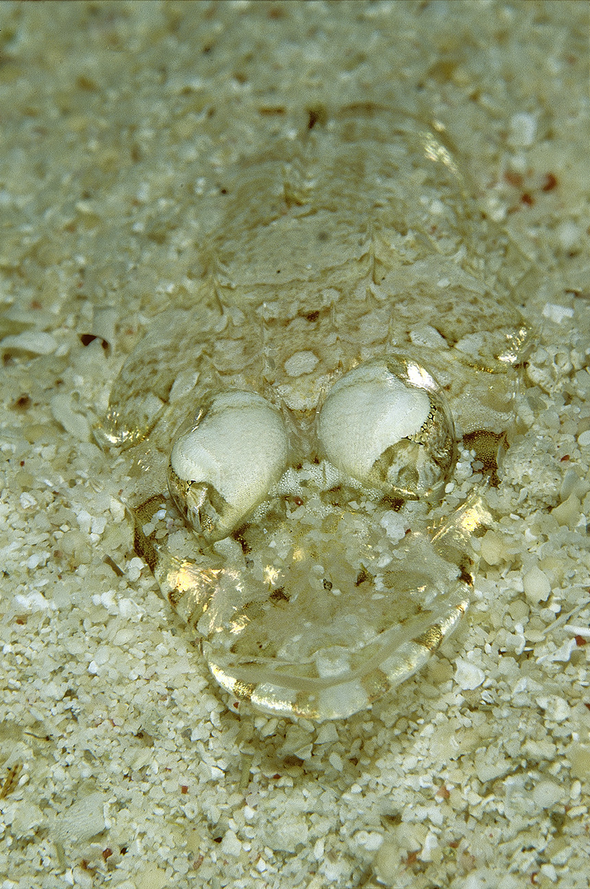 Un poisson-crocodile à lèvres frangées posé sur le sable - Indonésie