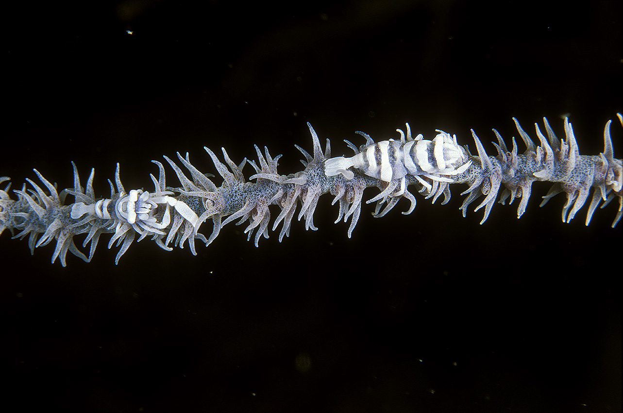 Un couple de crevettes commensales de corail noir sur un corail fil de fer tordu – Indonésie