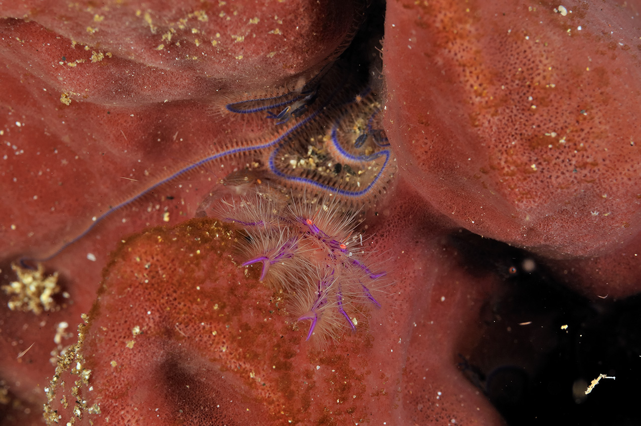 Un crabe vivant sur des éponges barriques près d’une ophiure – Indonésie