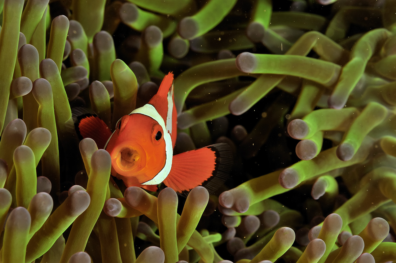 Un poisson clown à trois bandes avec un parasite dans une anémone magnifique – Indonésie