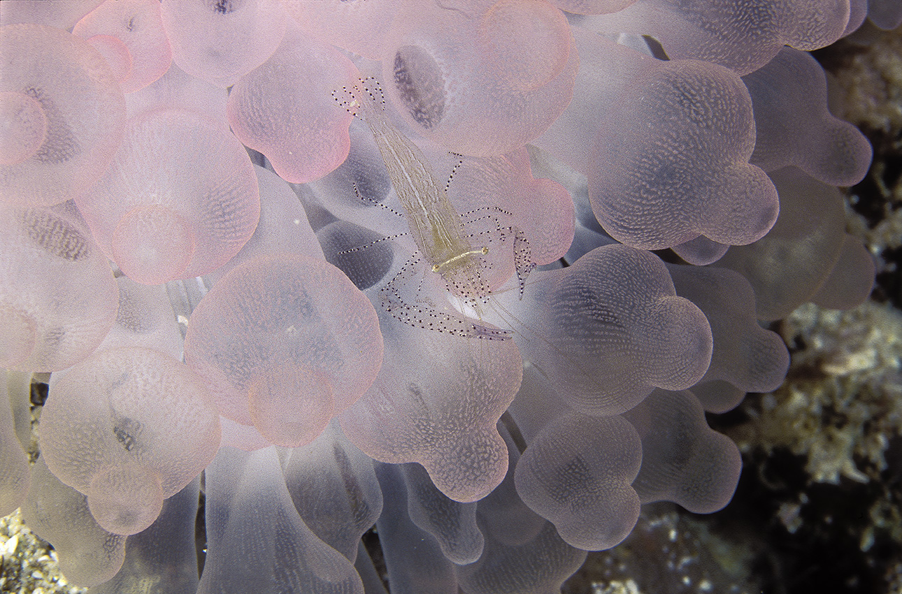 Une crevette dans anémone à bouts renflés blanchie – Maldives