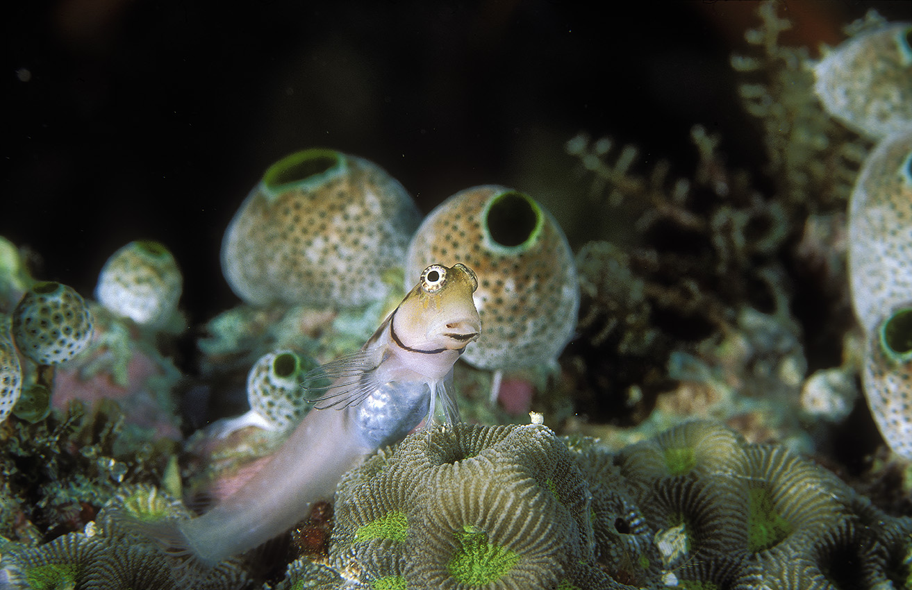 Une blennie des Maldives – Maldives