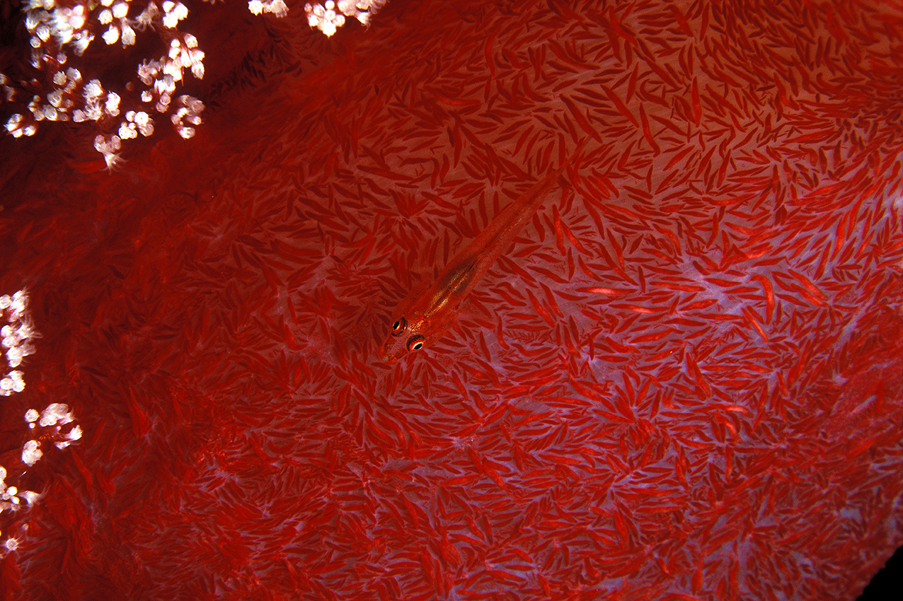 Un gobie sur un corail mou ou alcyonaire – Egypte