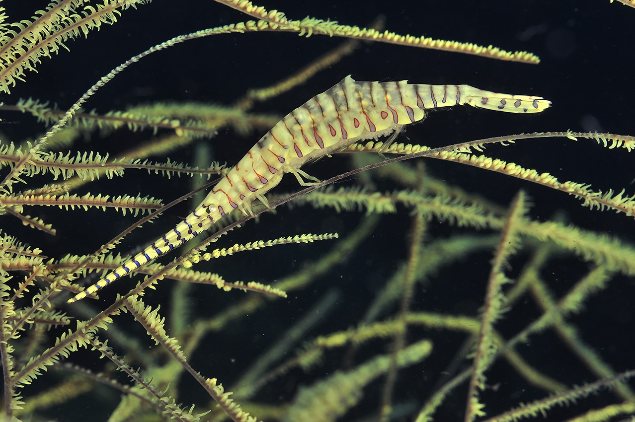 Une crevette aiguille ou tozeuma striée dans un corail noir – Philippines