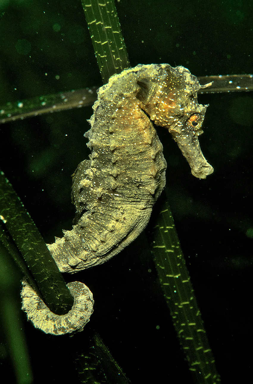 Un hippocampe moucheté accroché par sa queue préhensile à une herbe – France