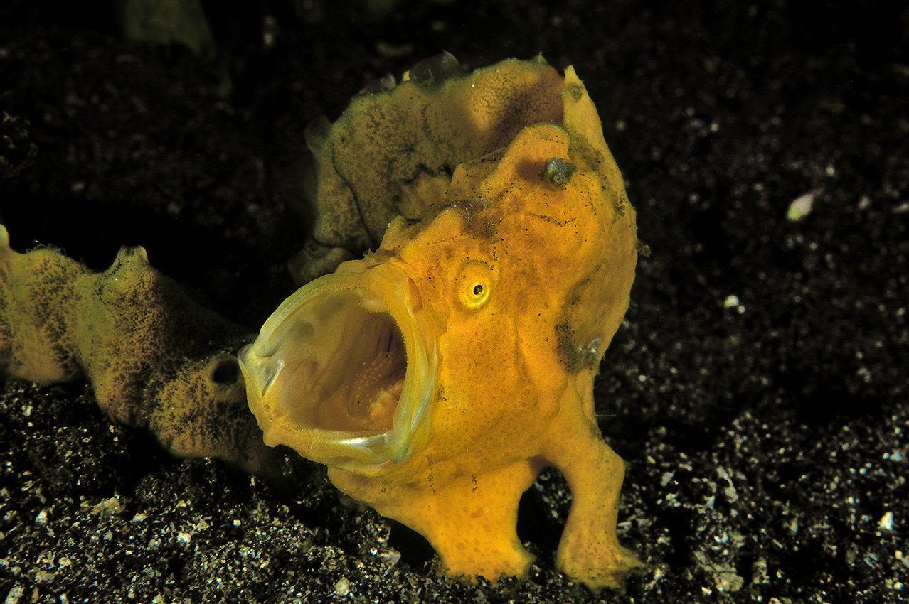 Un poisson-crapaud ou antennaire paint gueule ouverte – Indonésie