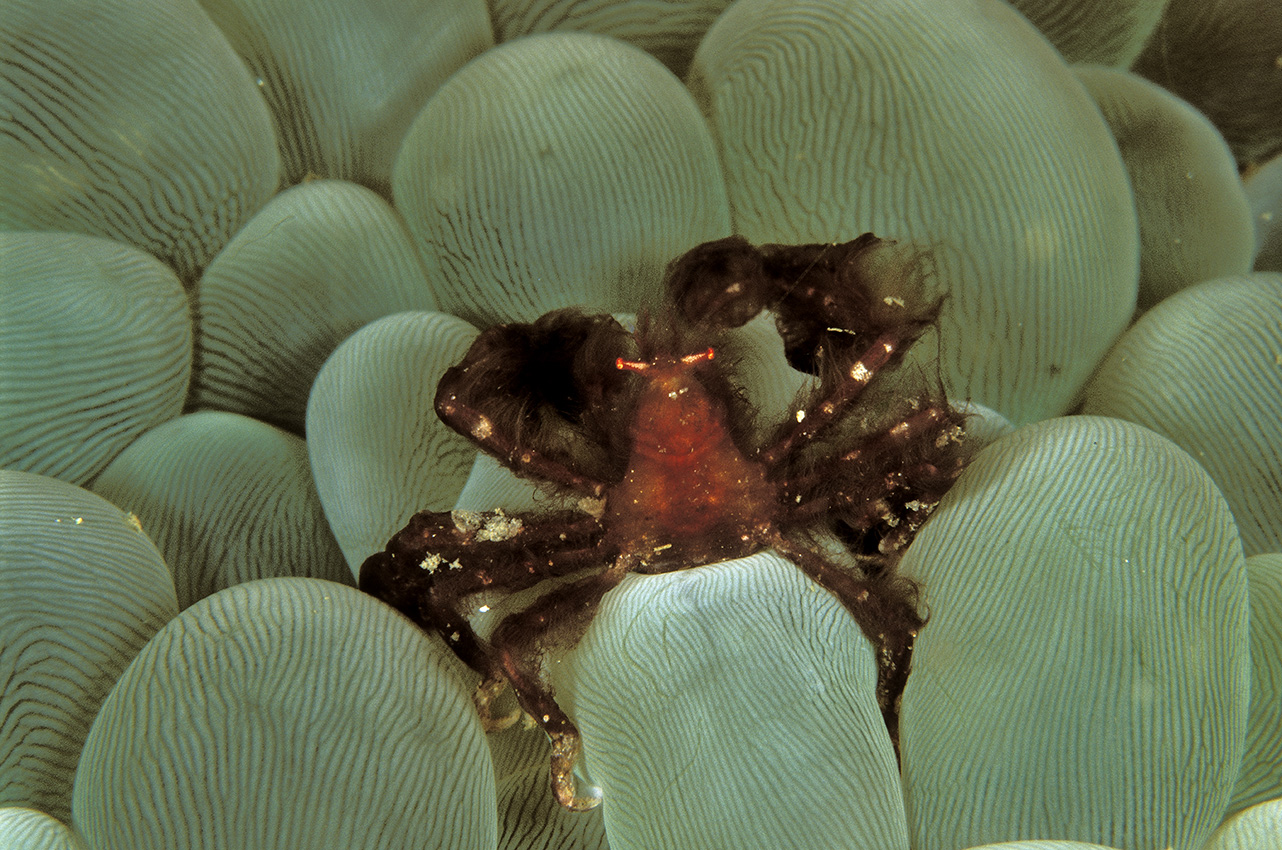 Un crabe orang-outan sur un corail bulles – Indonésie