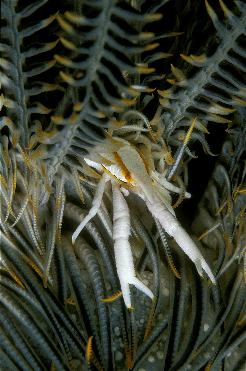 Une galathée des crinoïdes vivant dans une crinoïde ou comatule – Indonésie