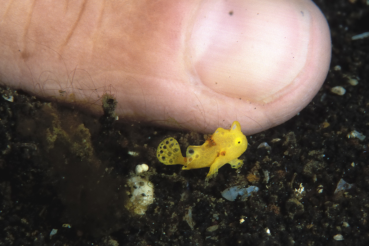 Un poisson-crapaud ou antennaire indéterminé, quasiment à l'état larvaire d'une taille d'environ 5 mm devant mon index - Indonésie