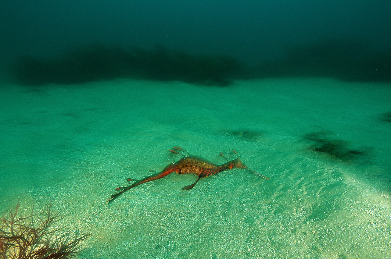 Un dragon de mer phylloptère endémique à l'Australie – Australie