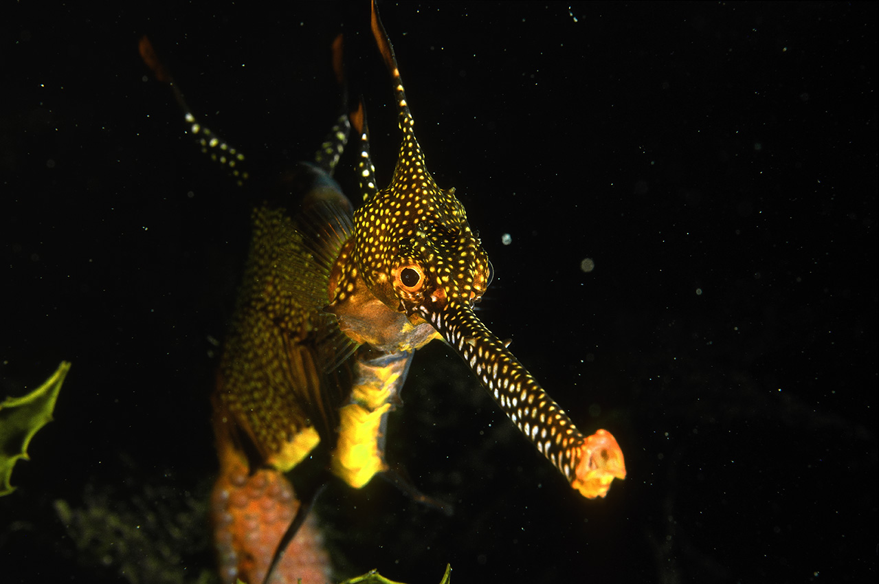 Gros plan de la tête d'un dragon de mer mâle qui porte les œufs sous le début de la queue – Australie