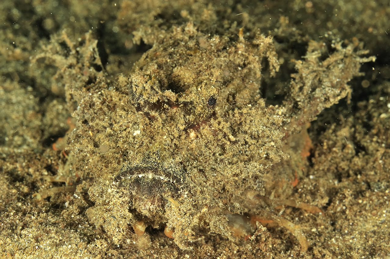 Une rascasse ennemie ou poisson-démon sur le sable qu'elle imite – Indonésie