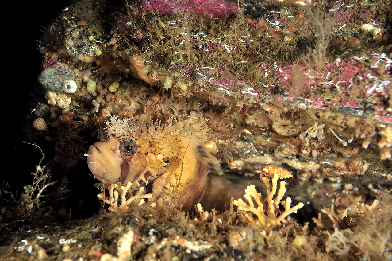 Une blennie décorée dans son trou – USA