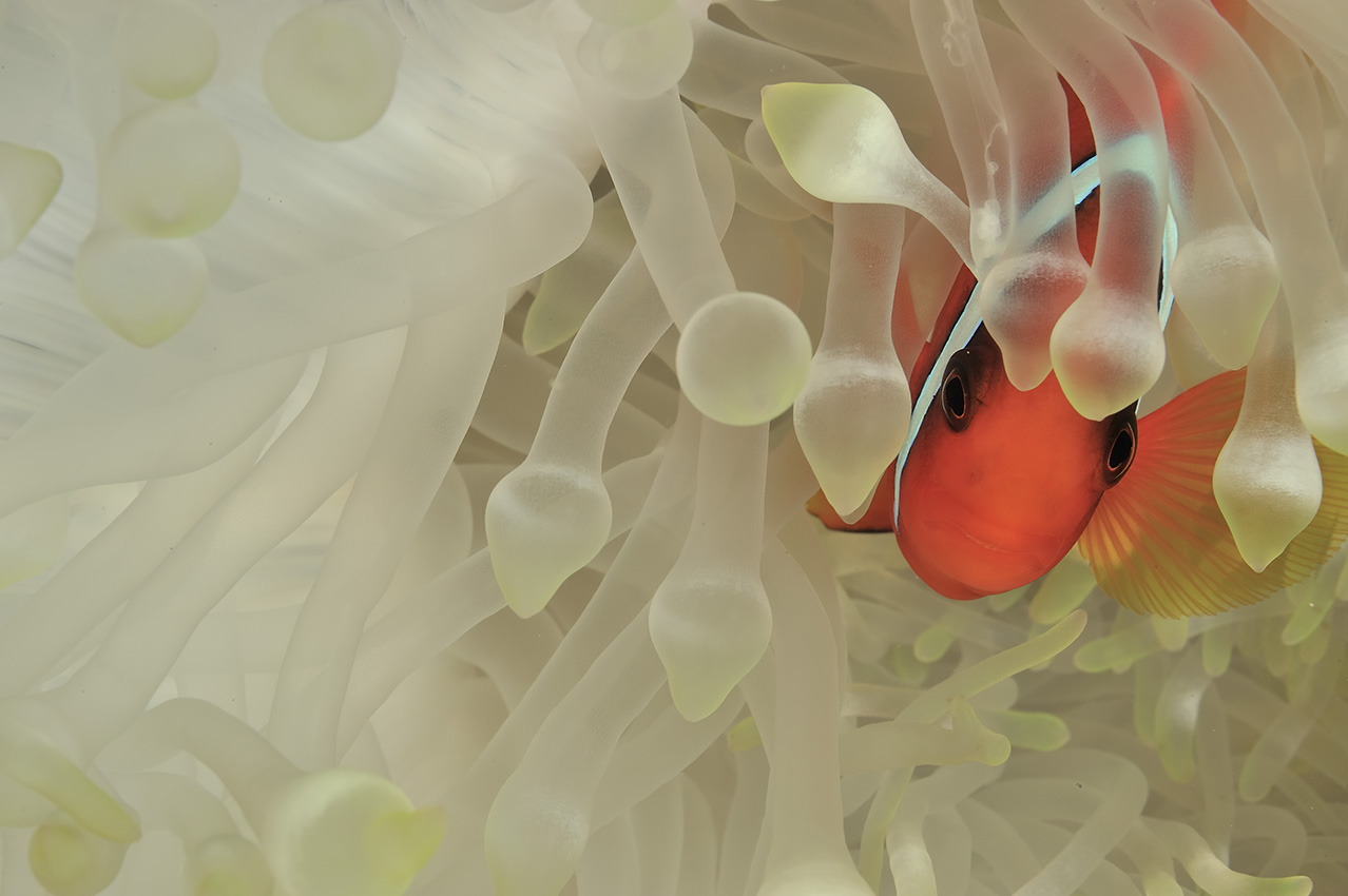 Un poisson-clown rouge dans une anémone à bouts renflés blanchie – Philippines