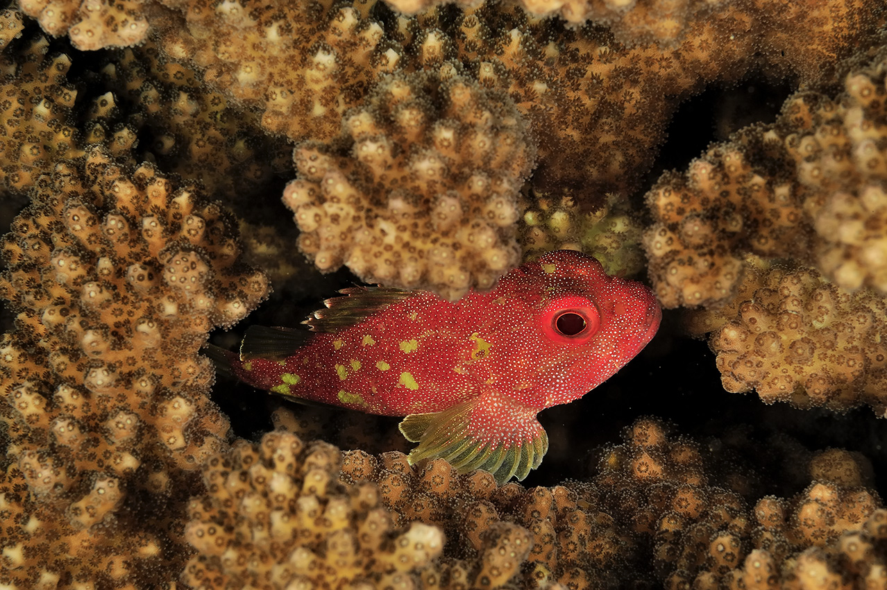 Un poisson-scorpion à taches jaunes caché dans le corail – Madagascar