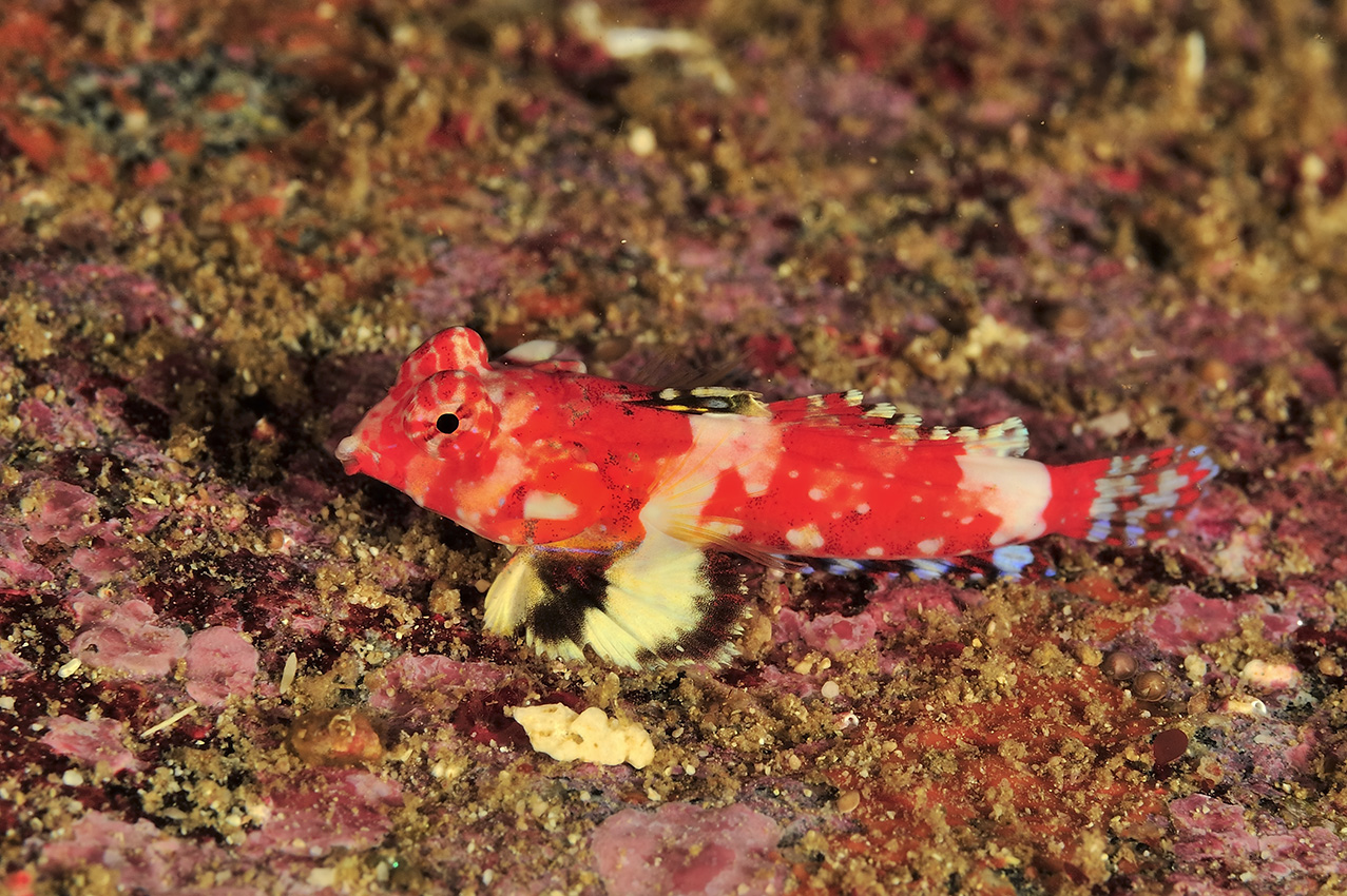 Un dragonet de Bartel – Oman