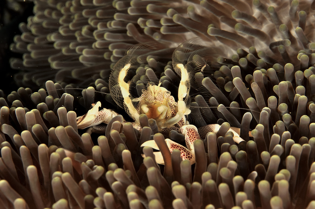 Un crabe porcelaine dans une anémone mange du plancton qu'il filtre avec ses parties buccales en forme d'éventail – Philippines