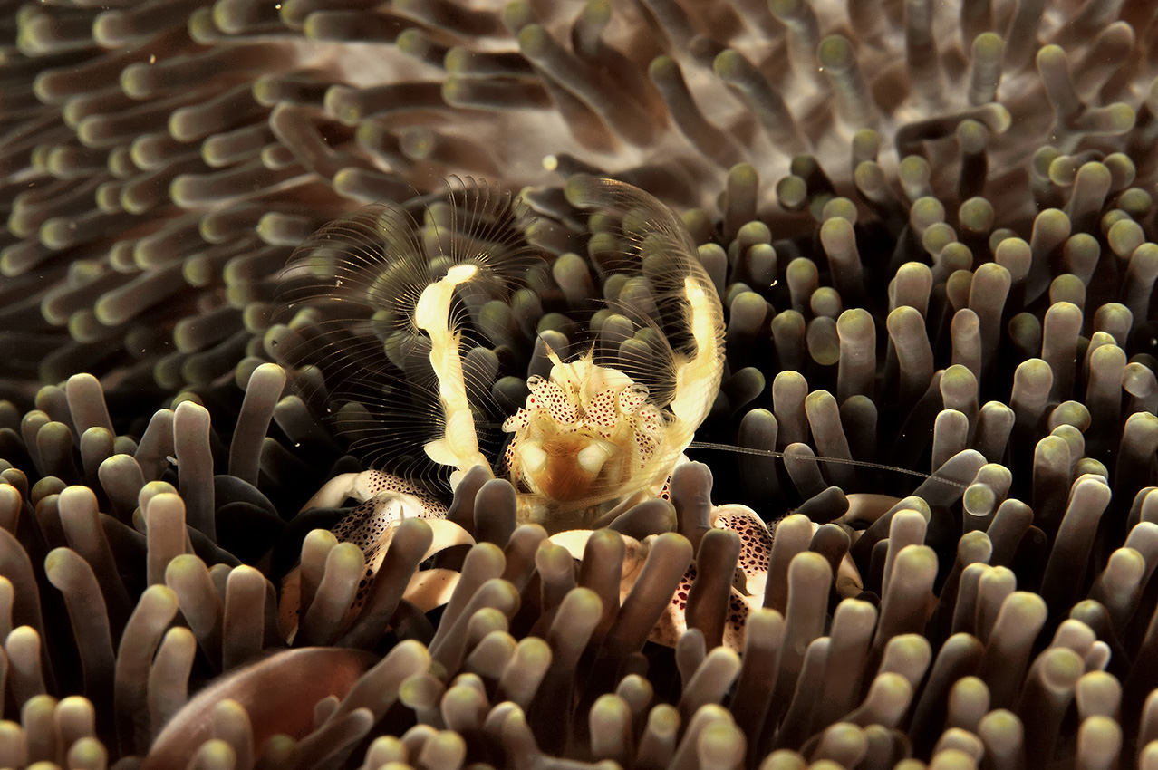 Un crabe porcelaine dans une anémone mange du plancton qu'il filtre avec ses parties buccales en forme d'éventail – Philippines