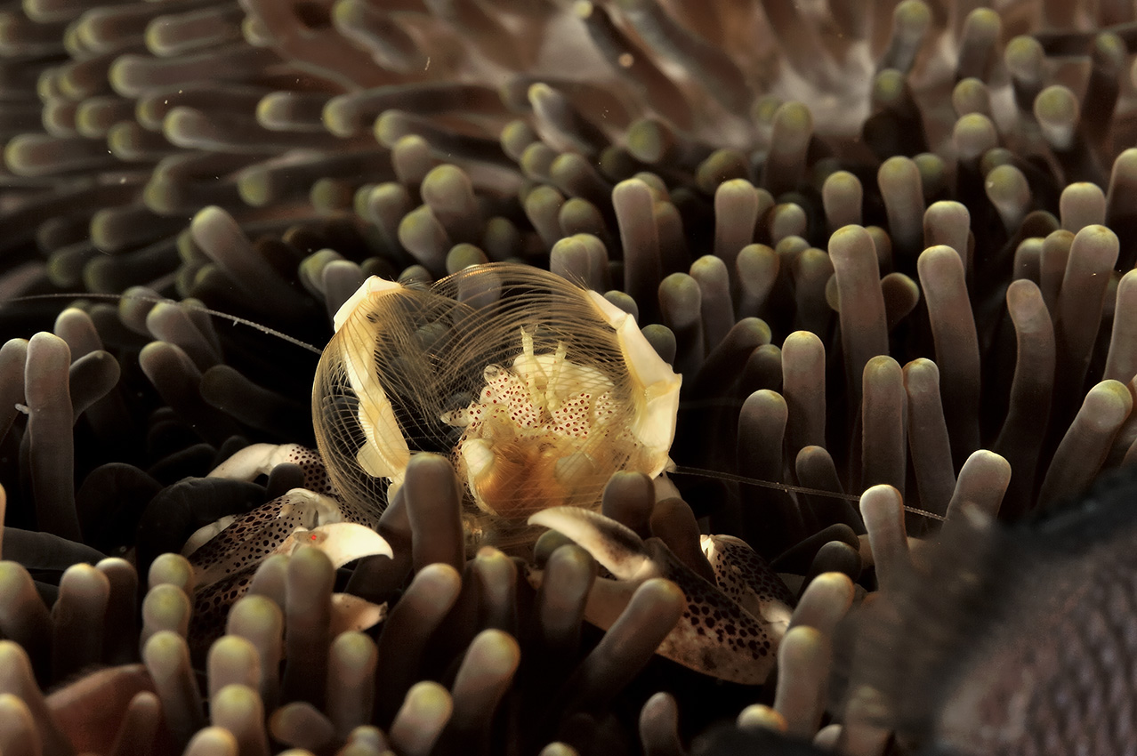 Un crabe porcelaine dans une anémone mange du plancton qu'il filtre avec ses parties buccales en forme d'éventail – Philippines