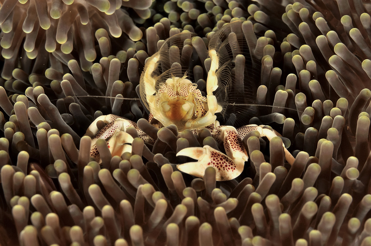 Un crabe porcelaine dans une anémone mange du plancton qu'il filtre avec ses parties buccales en forme d'éventail – Philippines