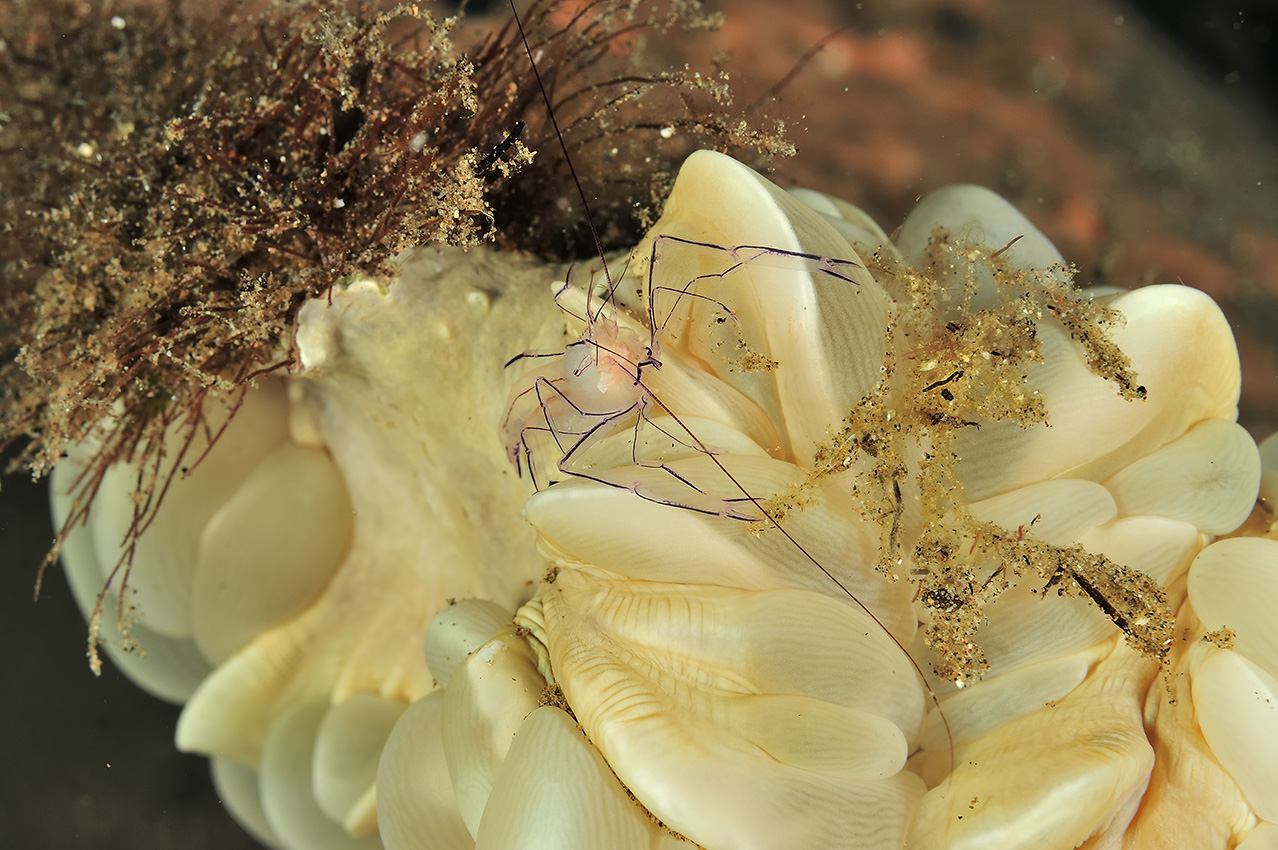 Une crevette vir avec un crabe araignée indéterminé dans un corail bulle - Philippines