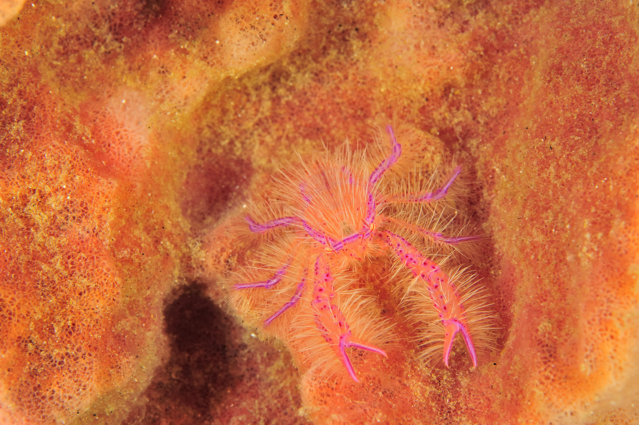 Un crabe vivant sur des éponges barriques – Philippines