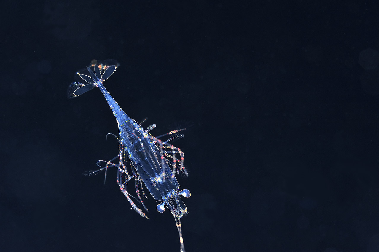 Une larve de krill en pleine eau la nuit – Palaos