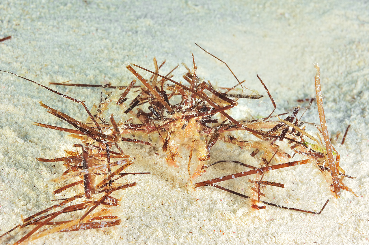 Un crabe décorateur non identifié - Mexique