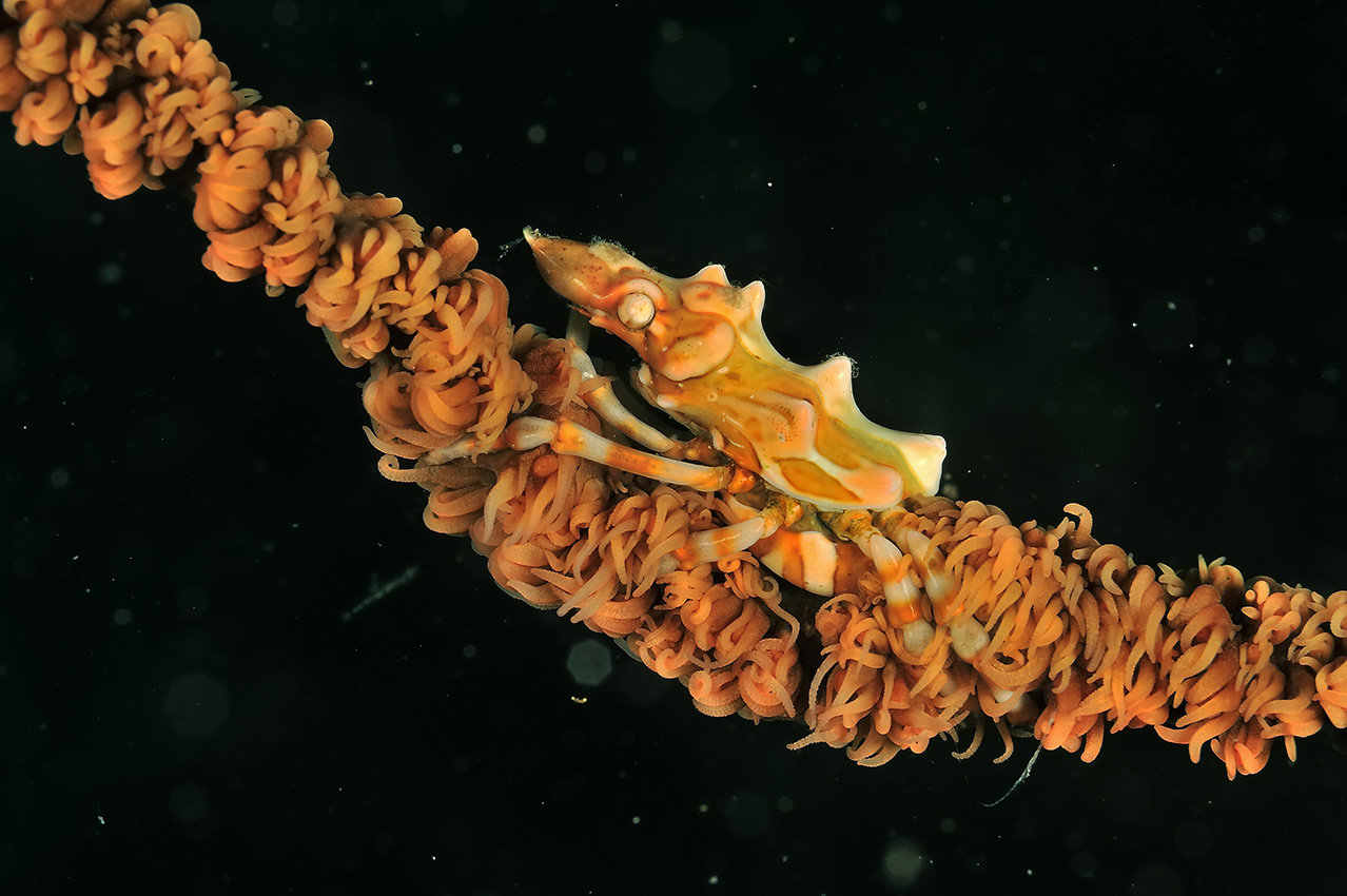 Un crabe Xenocarcinus tuberculatus sur un corail fil de fer tordu – Philippines