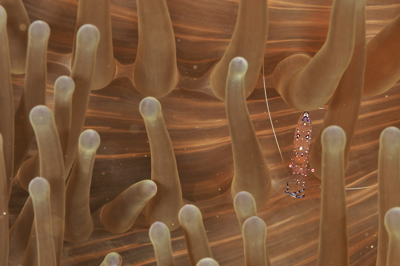 Une crevette nettoyeuse dans une anémone de mer – Philippines