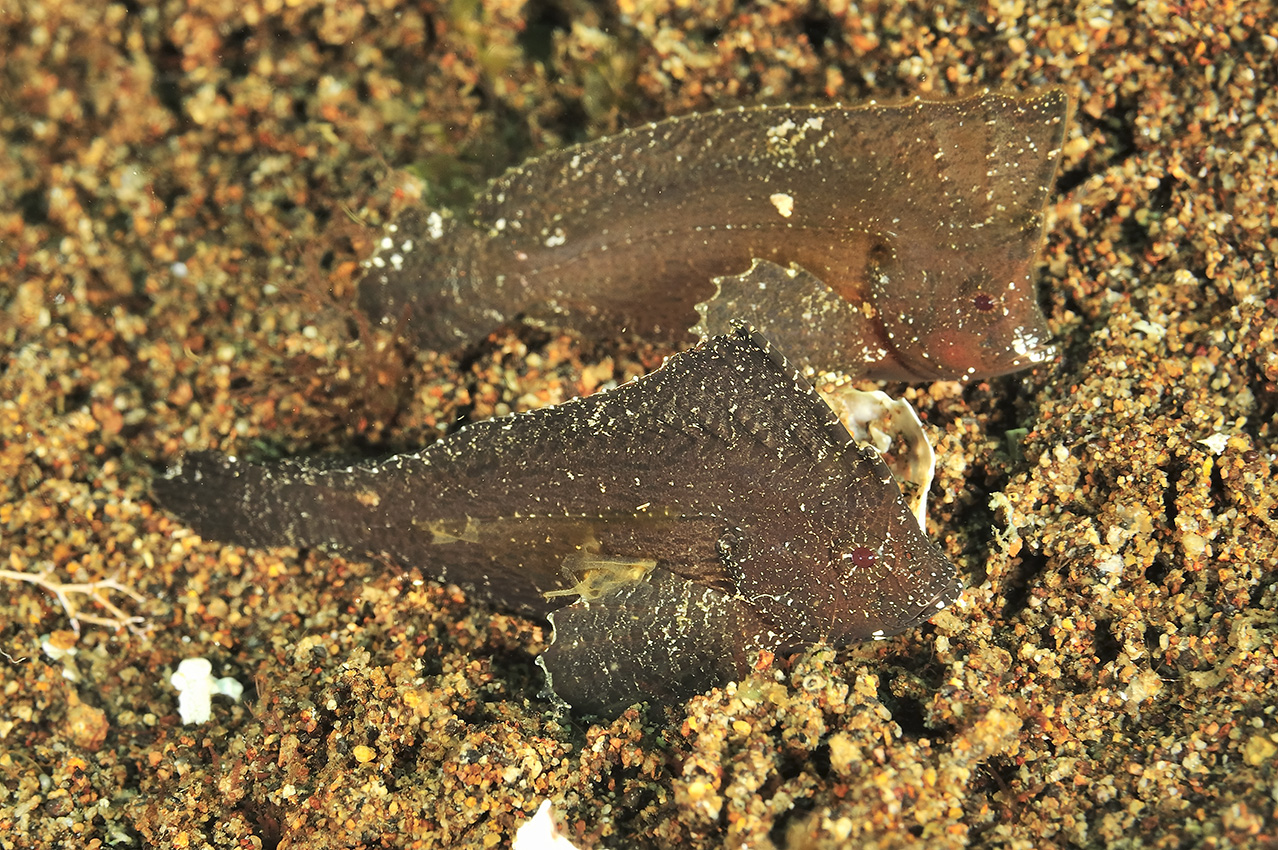 Deux poissons-feuilles cacatoès – Philippines