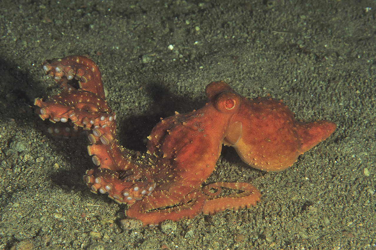 Une pieuvre étoilée de nuit – Philippines