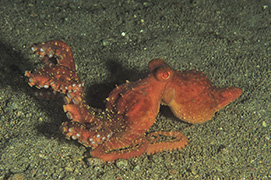 Un crabe nageur de nuit – Philippines