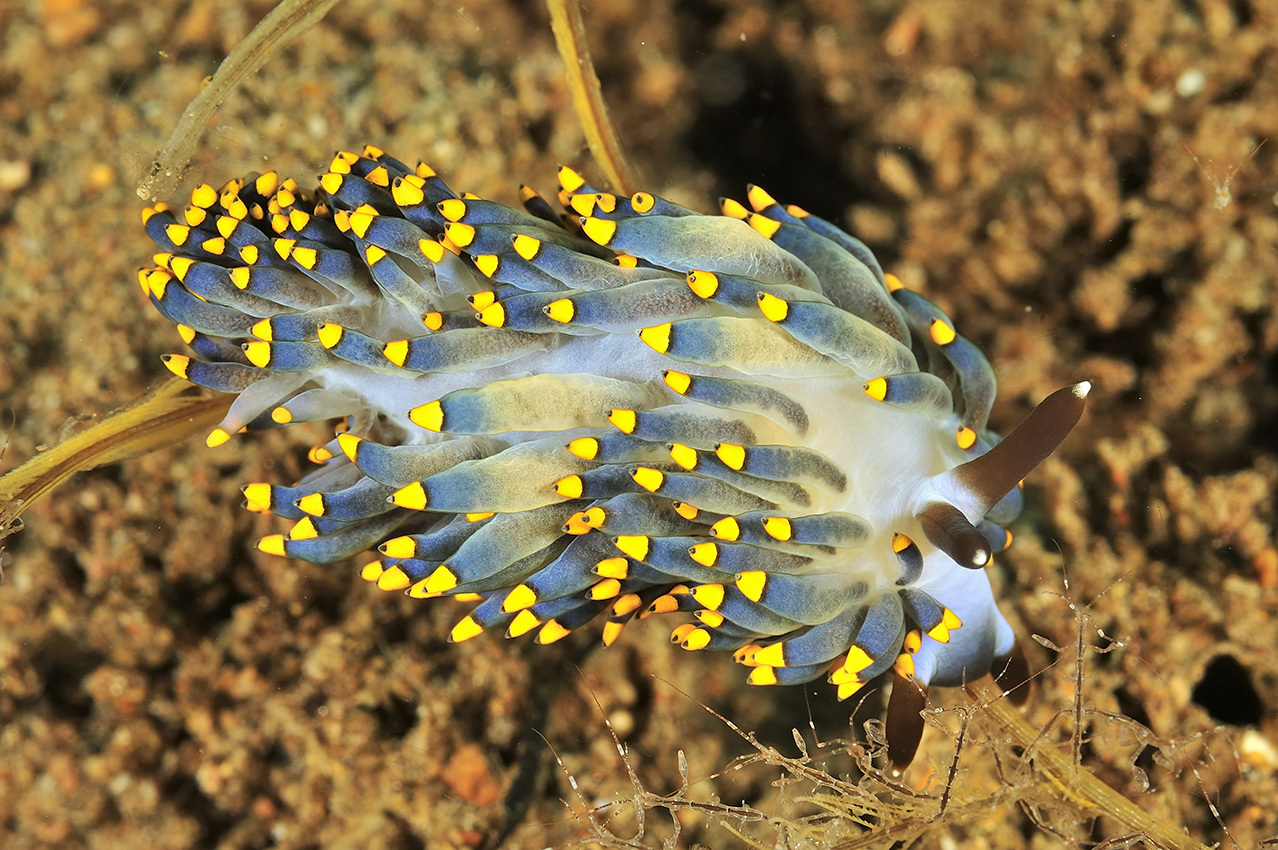 Un nudibranche Cuthona kanga – Philippines