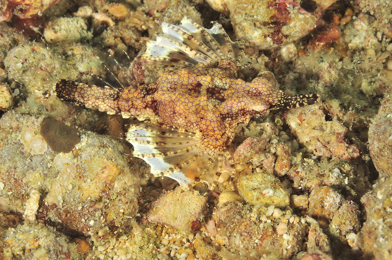 Un petit poisson-dragon – Philippines