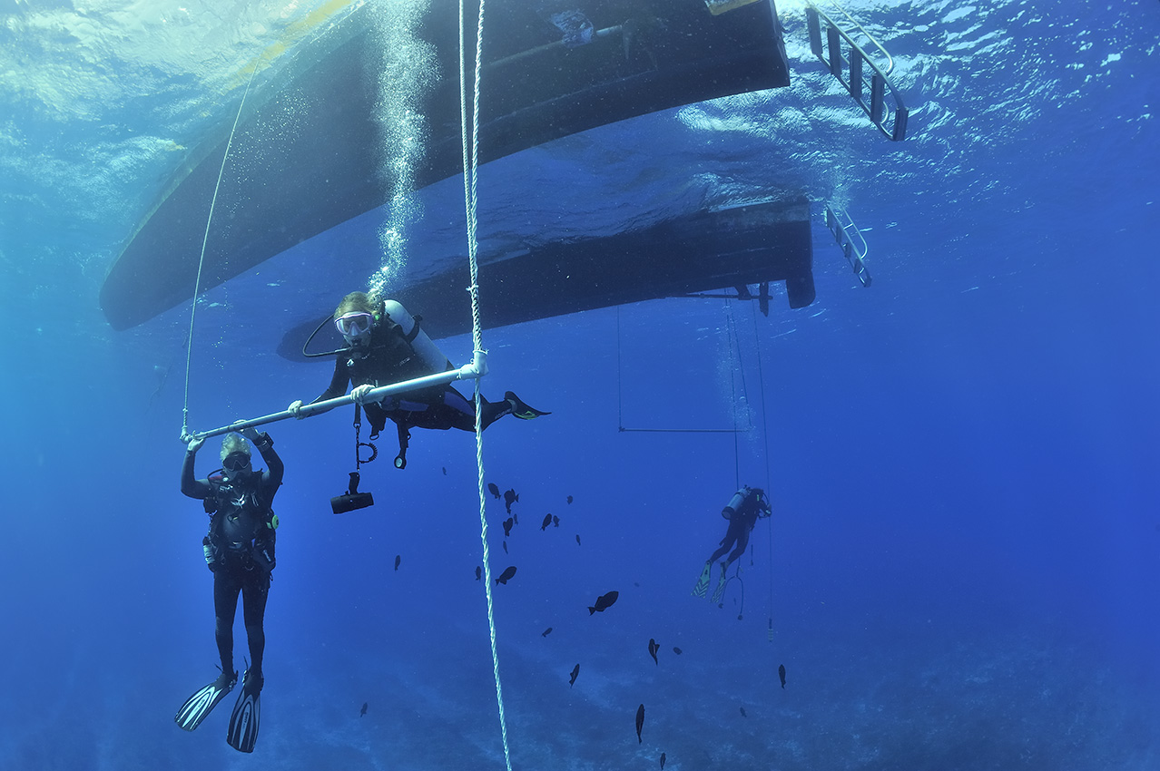 Des plongeurs effectuent leur palier de décompression sous le bateau avant de remonter à bord  - Bahamas