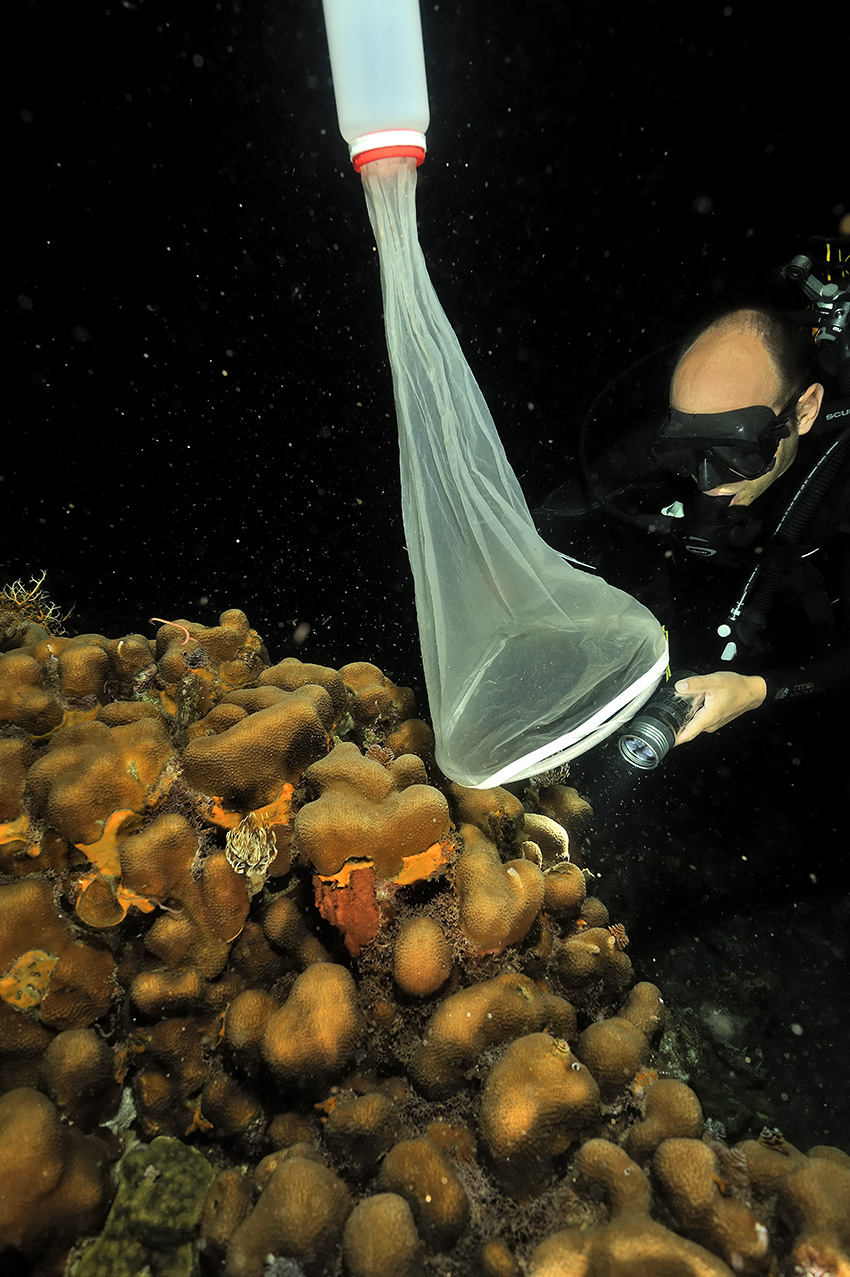 Un scientifique essaie de recueillir des gamètes lors de la ponte du corail – Guadeloupe