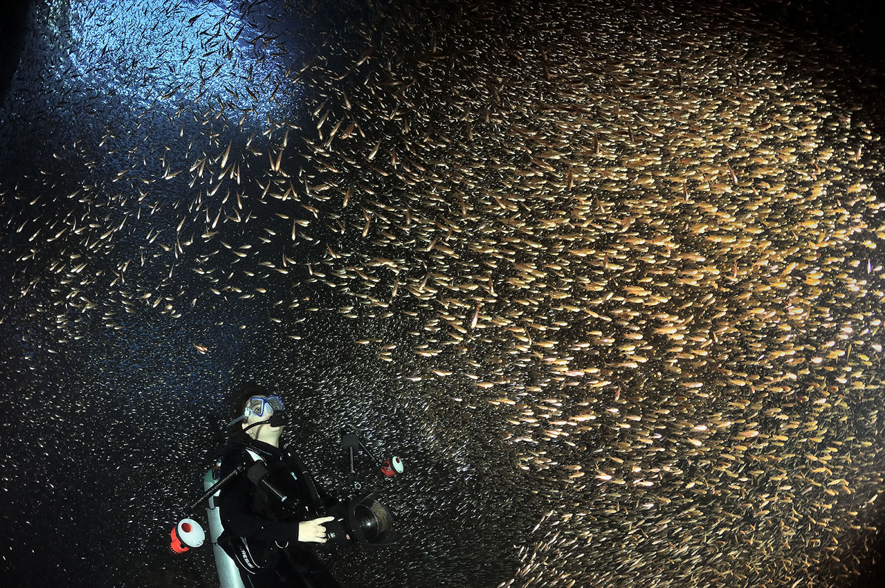 Une plongeuse dans une grotte avec un banc de poissons-hachettes nains – Philippines