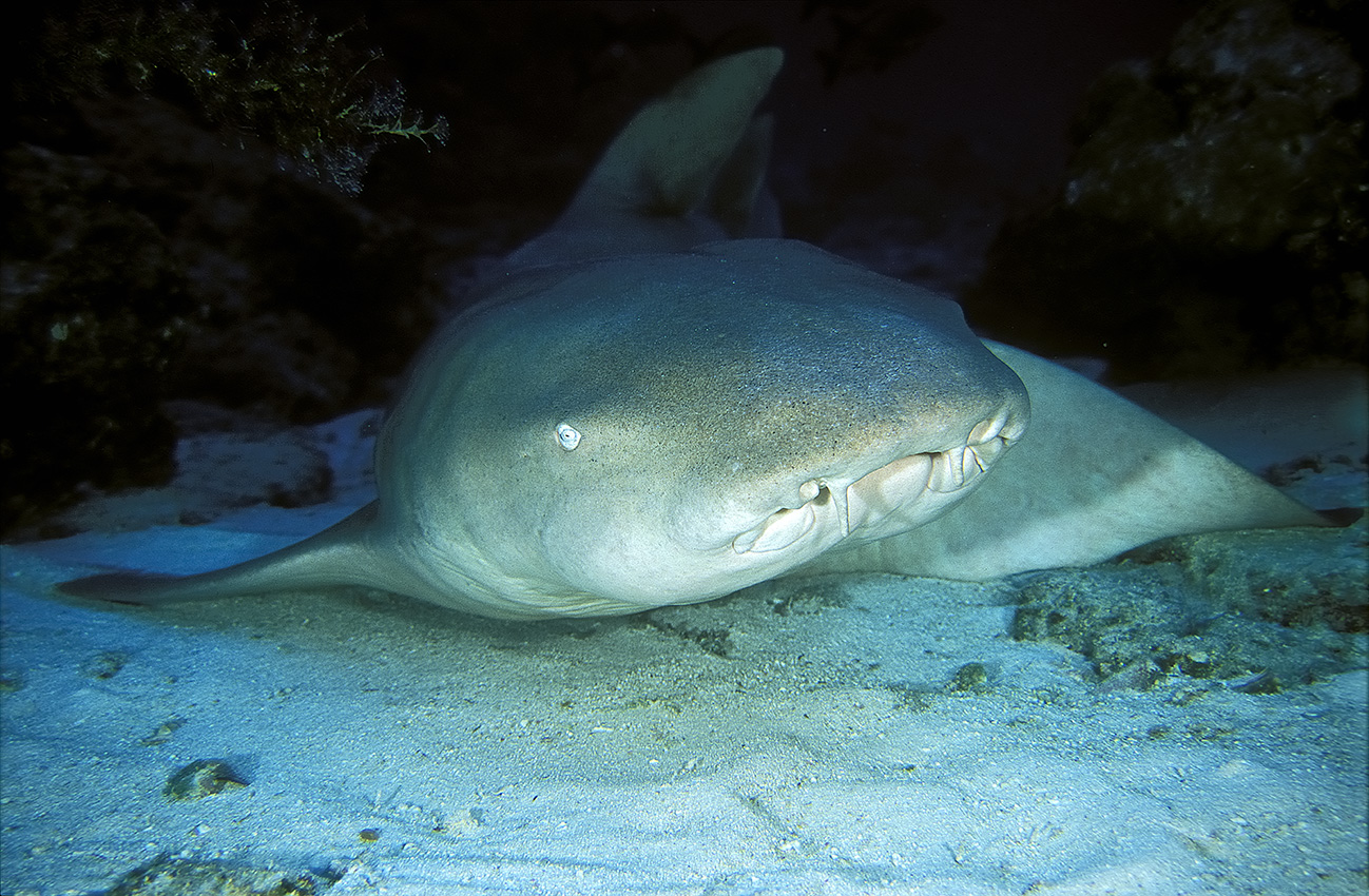 Un requin nourrice ou requin dormeur (Nebrius Ferrugineus) - Nouvelle Calédonie