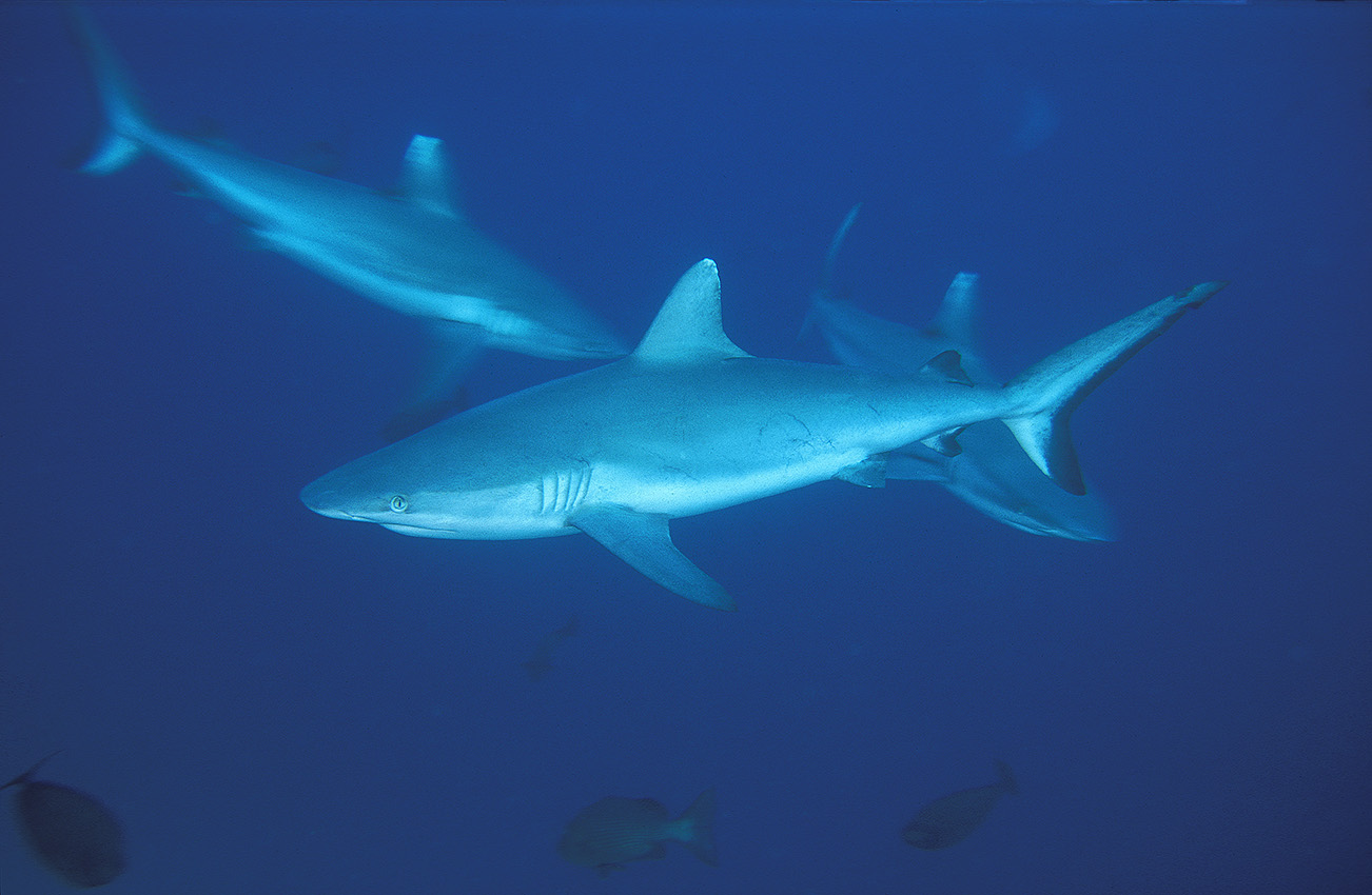 Des requins gris ou dagsit (Carcharhinus amblyrhinchos) dans le bleu - Maldives