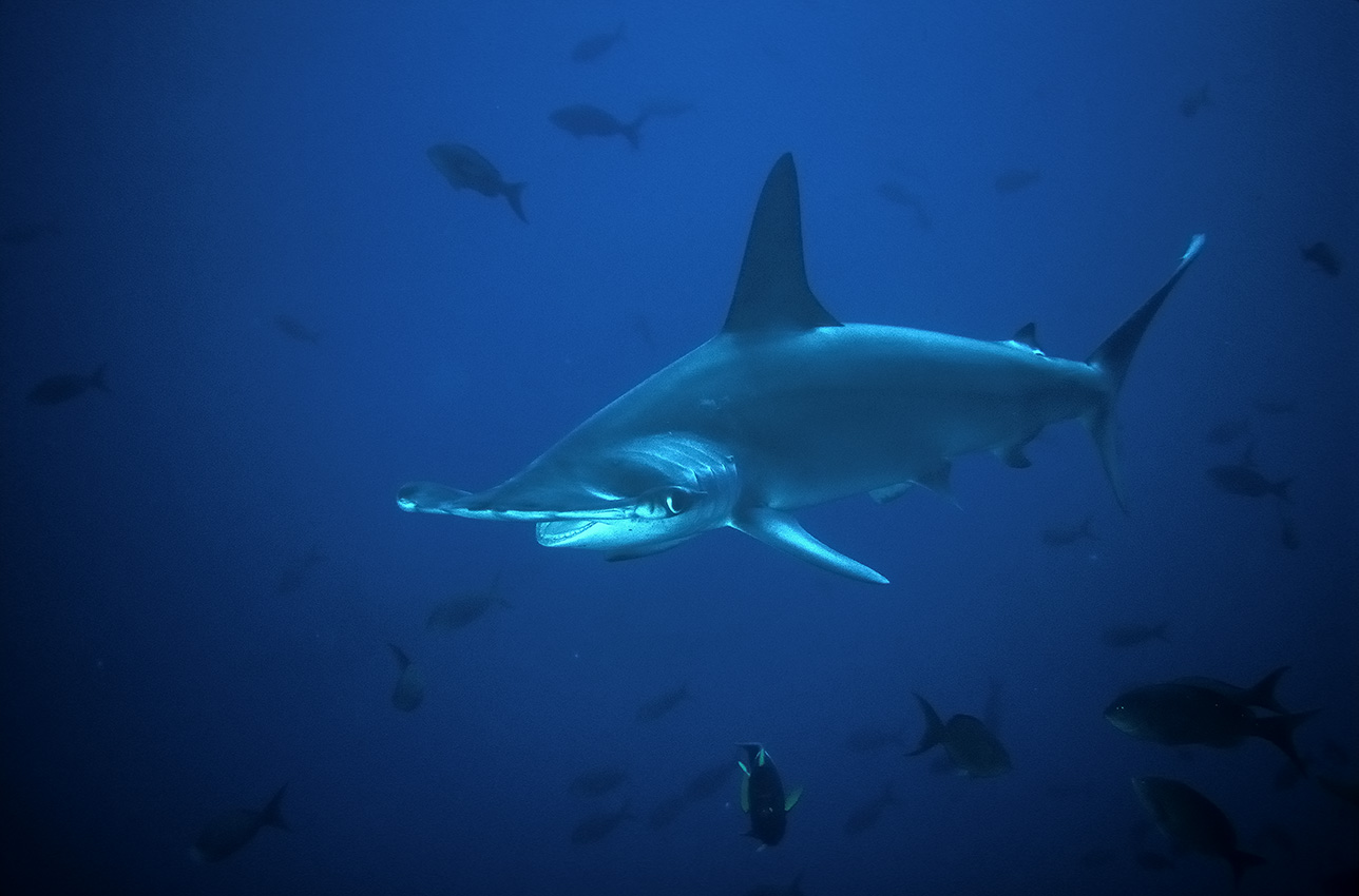 Un requin marteau halicorne ou à festons – Colombie