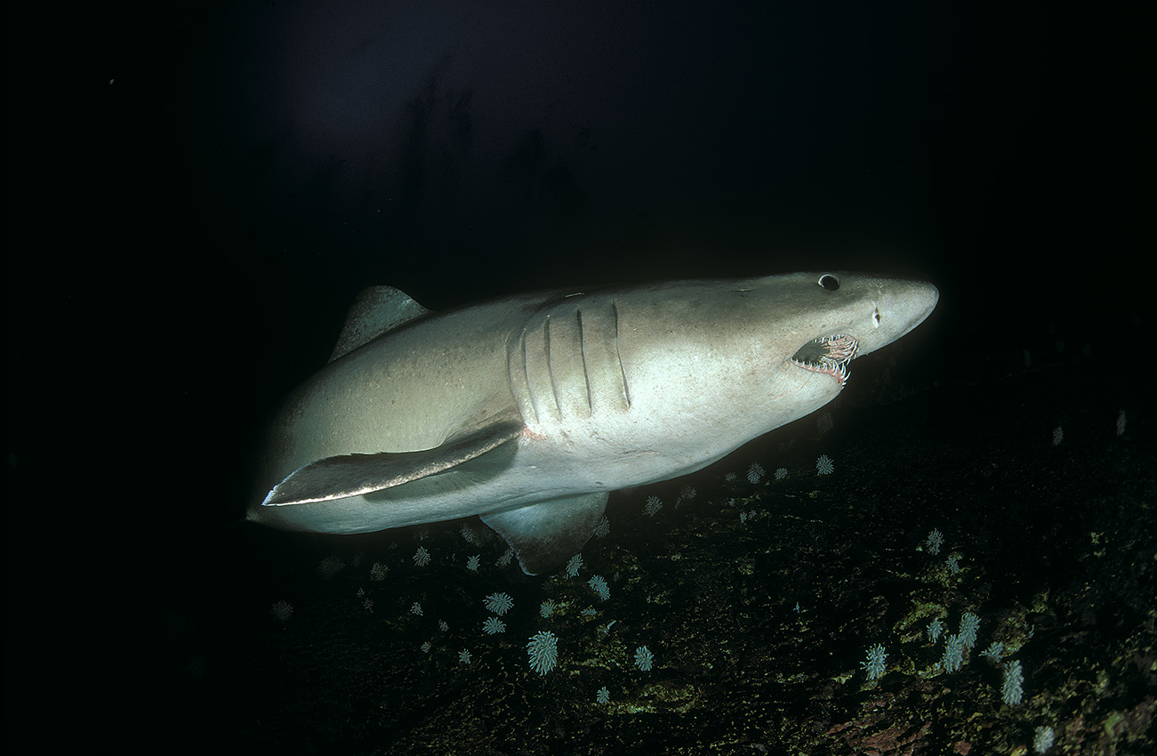 Un requin féroce – Colombie