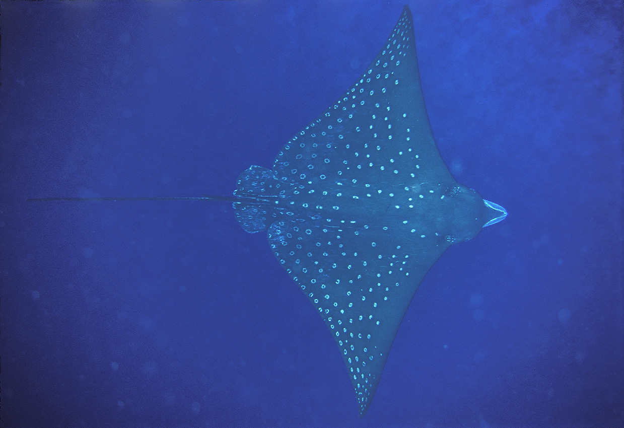 Une raie aigle ou léopard vue de dessus - Maldives