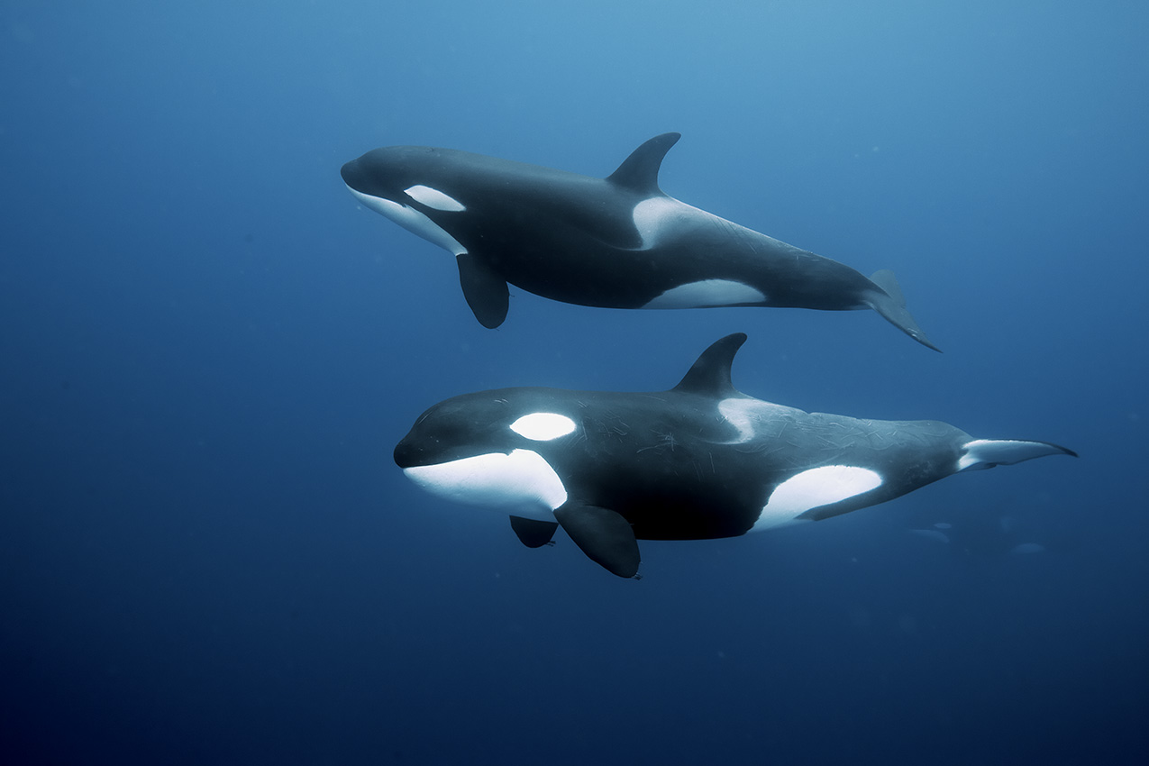 Des orques nageant dans le bleu - Nouvelle Zélande