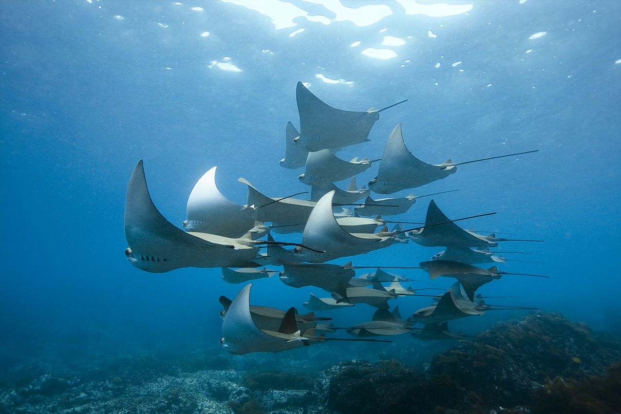 Un banc de raies mourines – Equateur