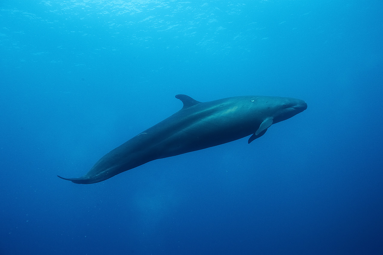 Un faux orque ou pseudorque dans le bleu - Nouvelle Zélande
