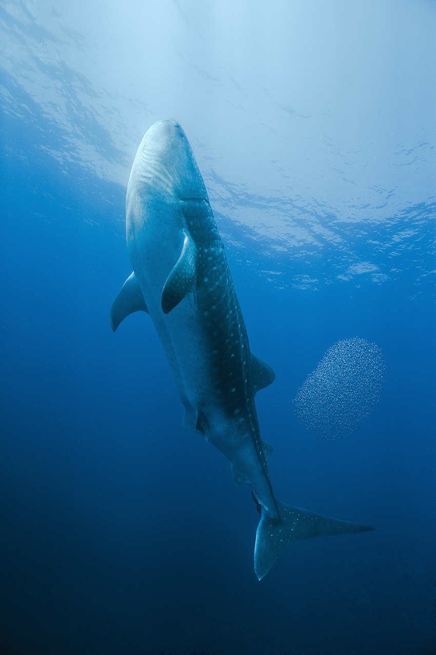 Un requin baleine et un nuage d'anchois remontant à la surface – Venezuela