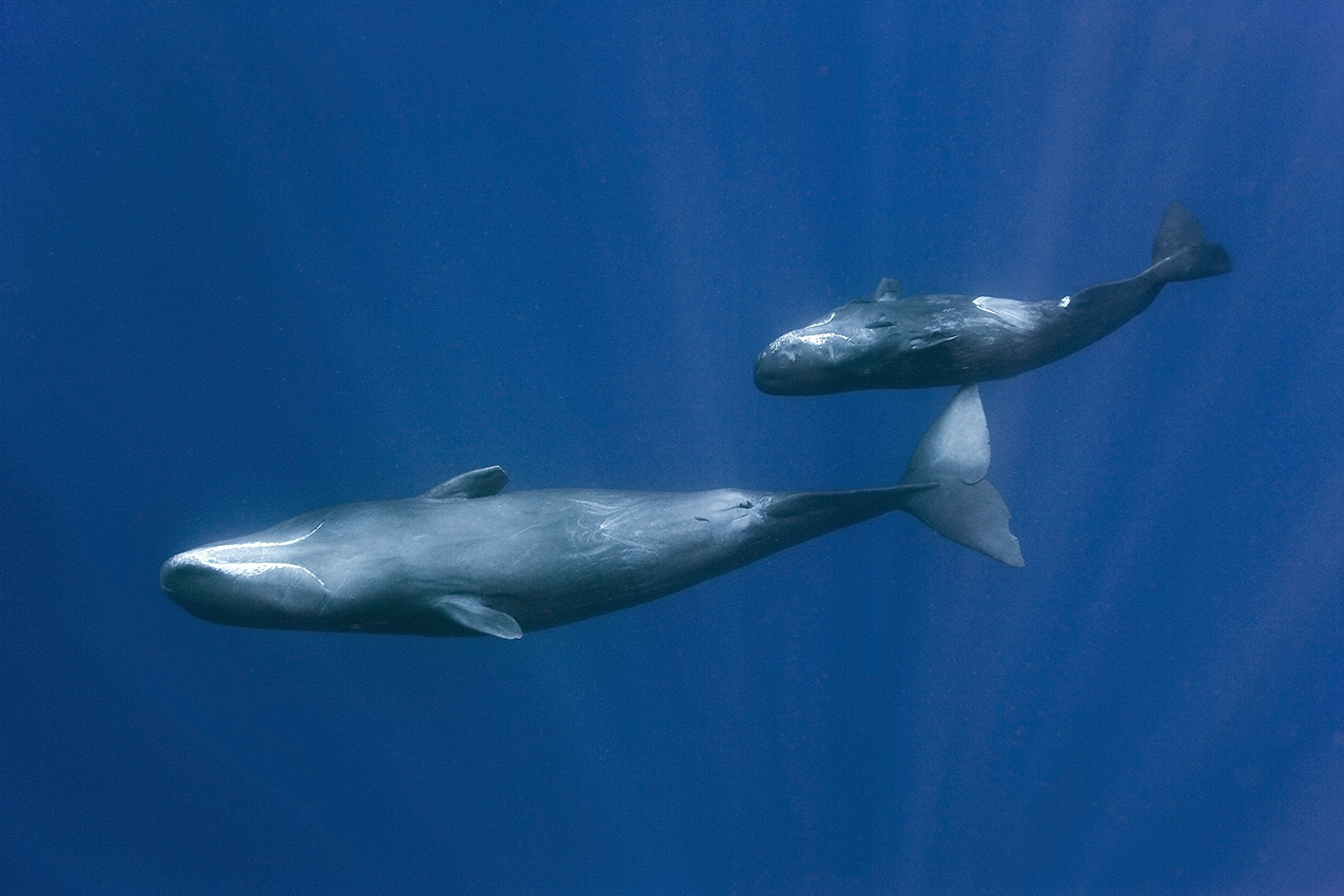 Deux cachalots, une mère et son petit en plongée - Guadeloupe