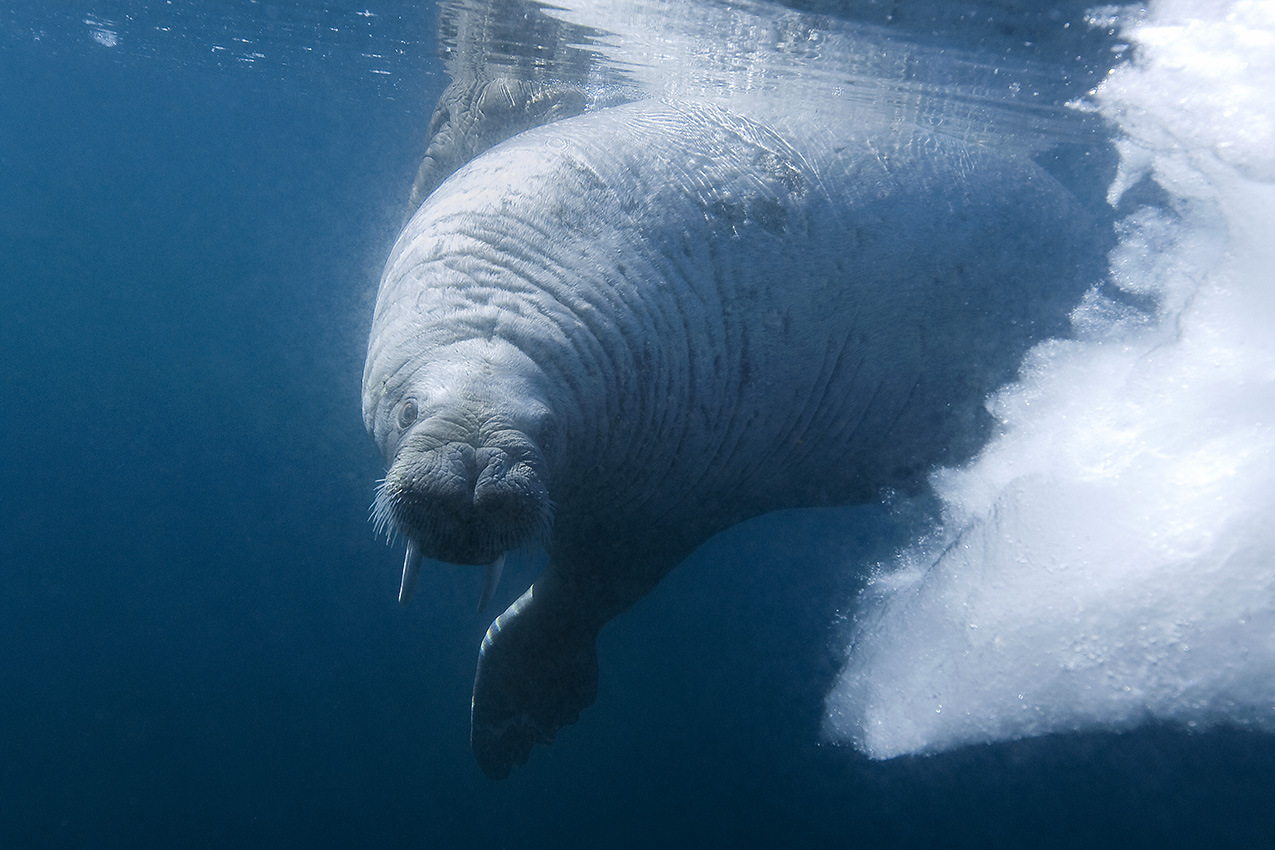 Une mère morse à la surface protégeant son petit - Canada