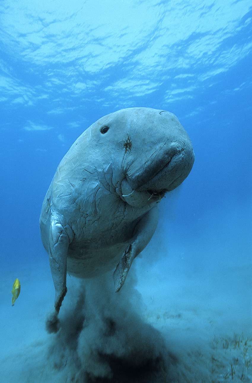 Un dugong avec un poisson-pilote ou carangue royale juvénile - Egypte